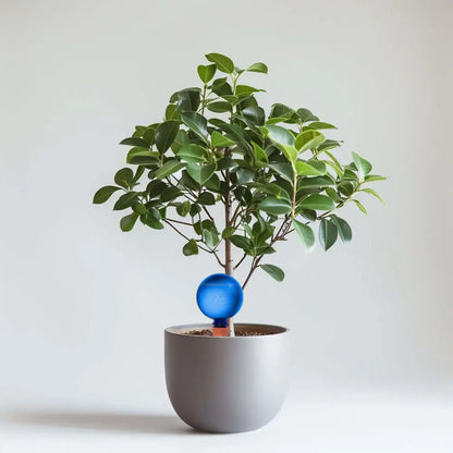 Healthy green plants with colorful Plantpal watering globes for automatic watering