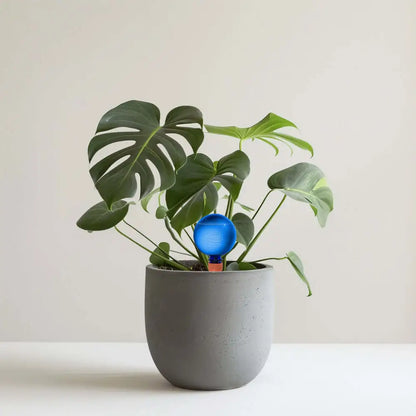 Healthy green plants with colorful Plantpal watering globes for automatic watering