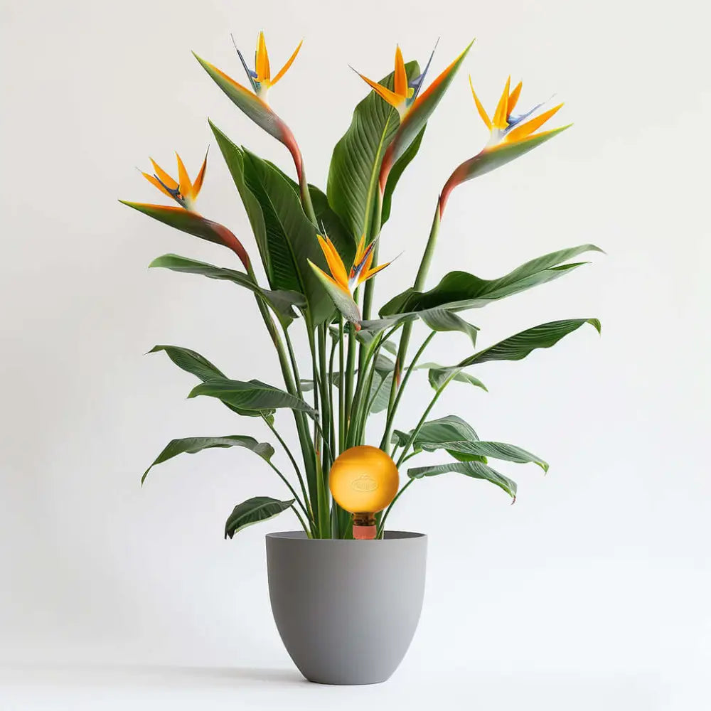 Healthy green plants with colorful Plantpal watering globes for automatic watering
