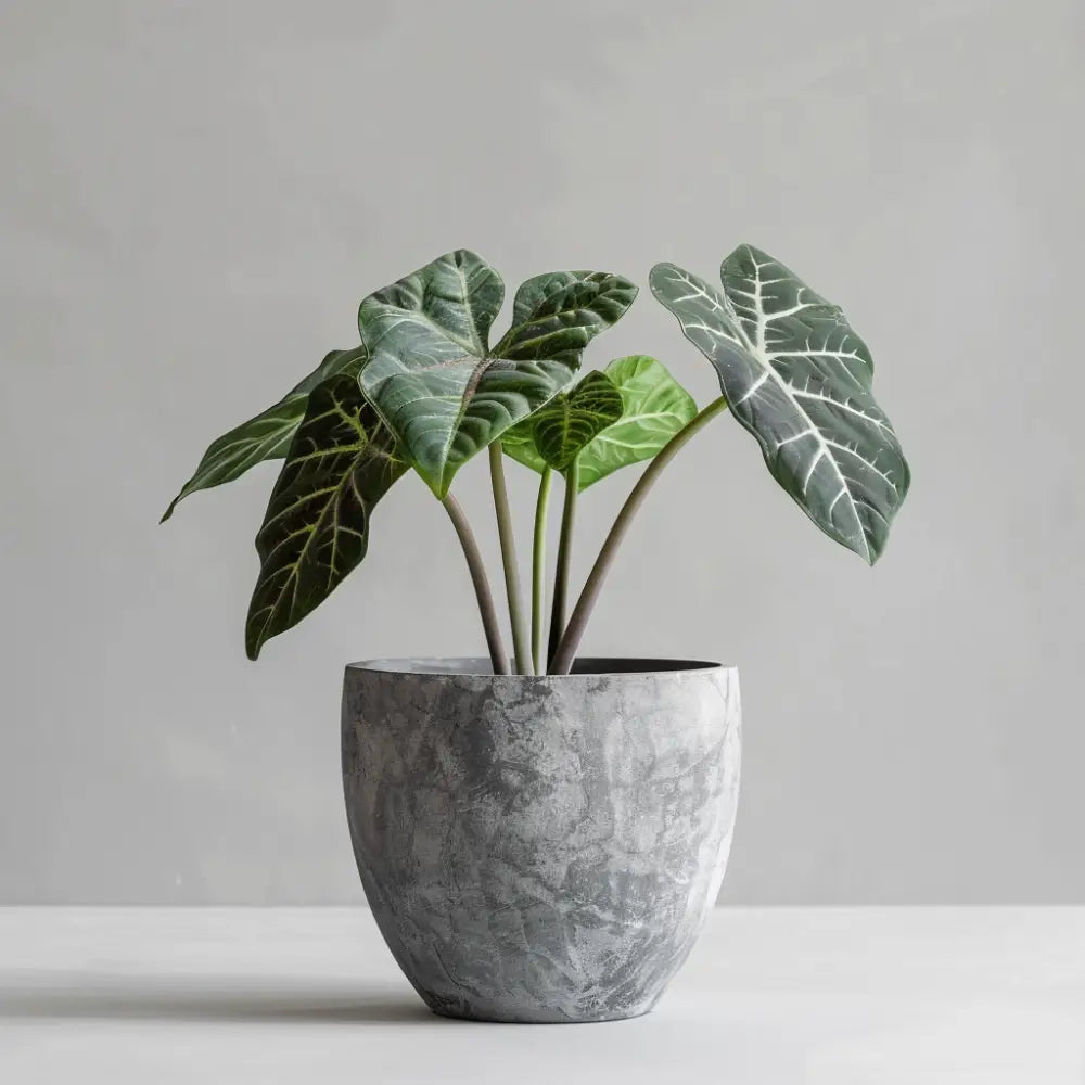 24cm Alocasia Zebrina