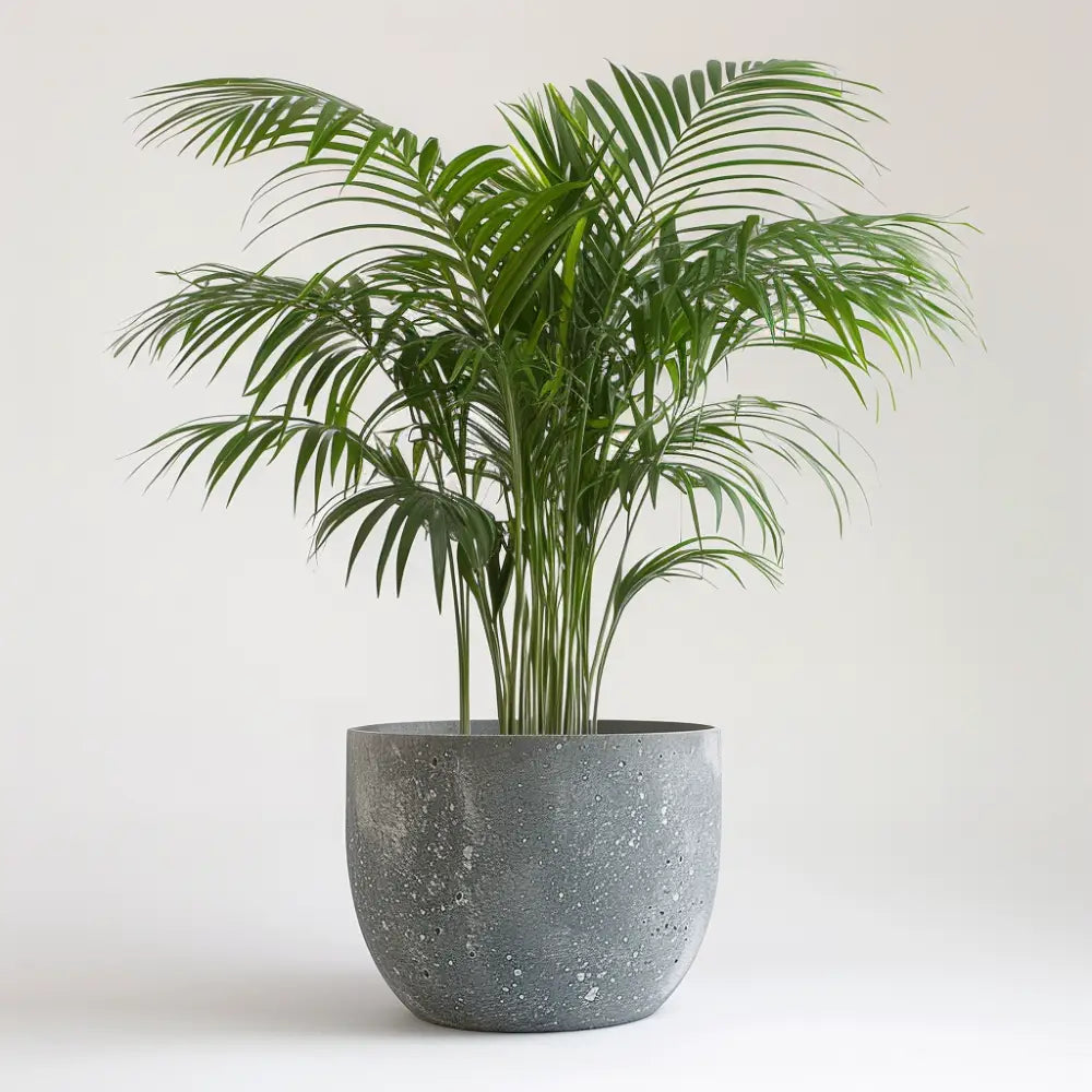 24cm Dypsis Areca