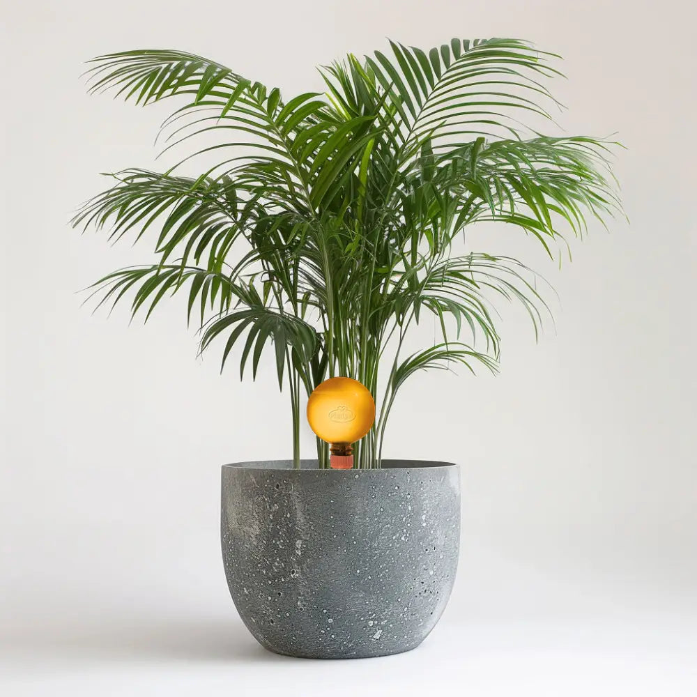 areca palm 24cm 24-cm Dypsis Areca Palm Plants – Plantpal New Innovations