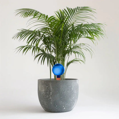 24cm Dypsis Areca