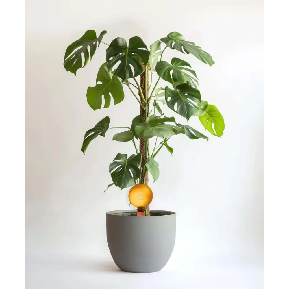 Healthy green plants with colorful Plantpal watering globes for automatic watering