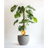 Healthy green plants with colorful Plantpal watering globes for automatic watering