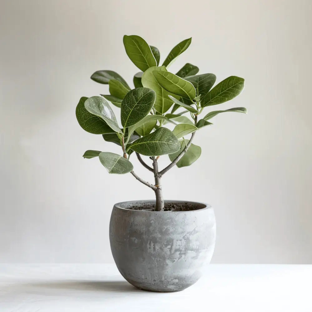 Healthy green plants with colorful Plantpal watering globes for automatic watering