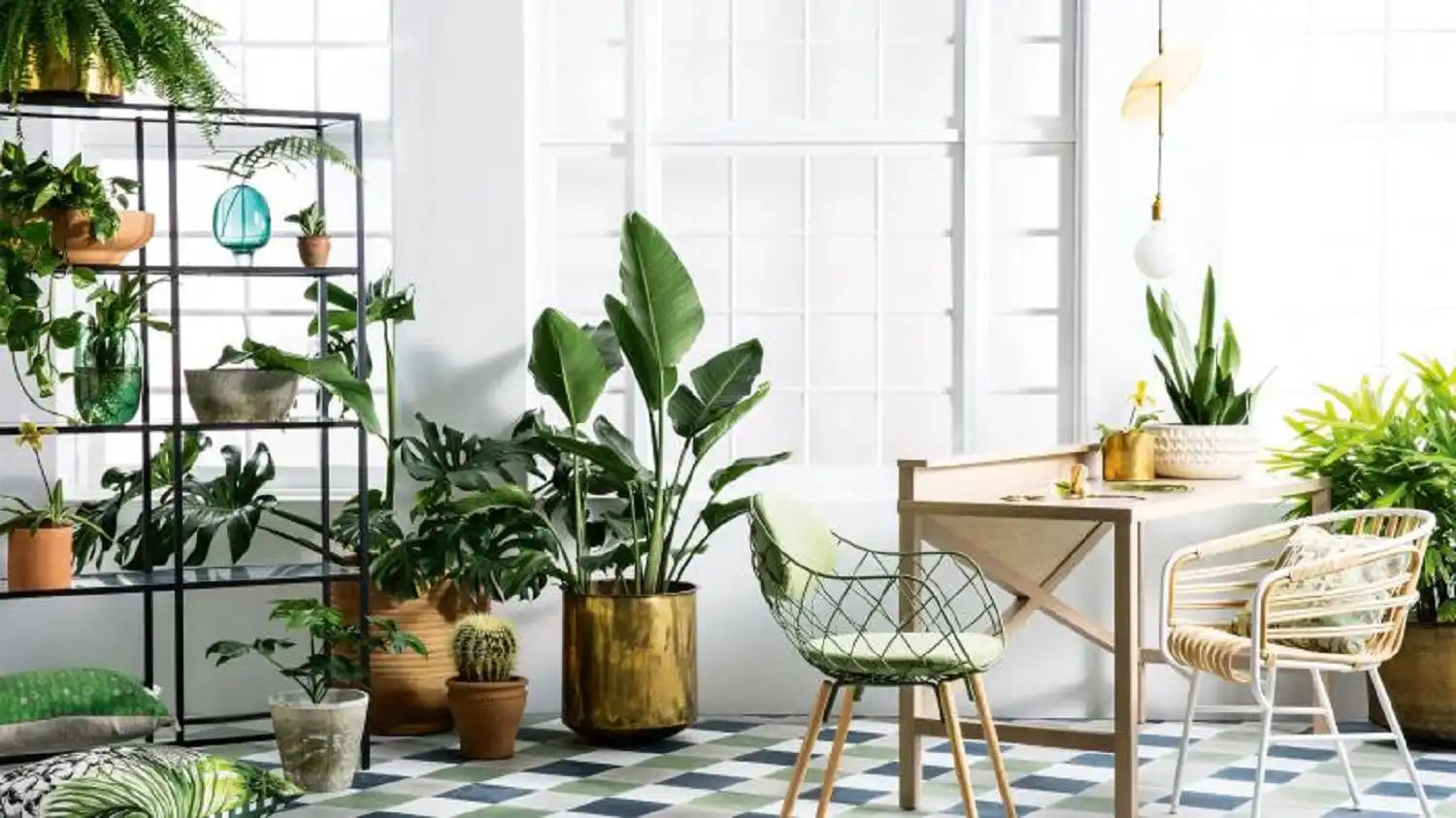 A bright, plant-filled indoor space with a variety of potted greenery and stylish furniture.