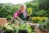 Elderly woman in an apron and gloves planting flowers.