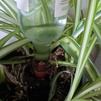 Pack of 10 Watering Stakes use with your empty Wine Bottles - Plant Watering