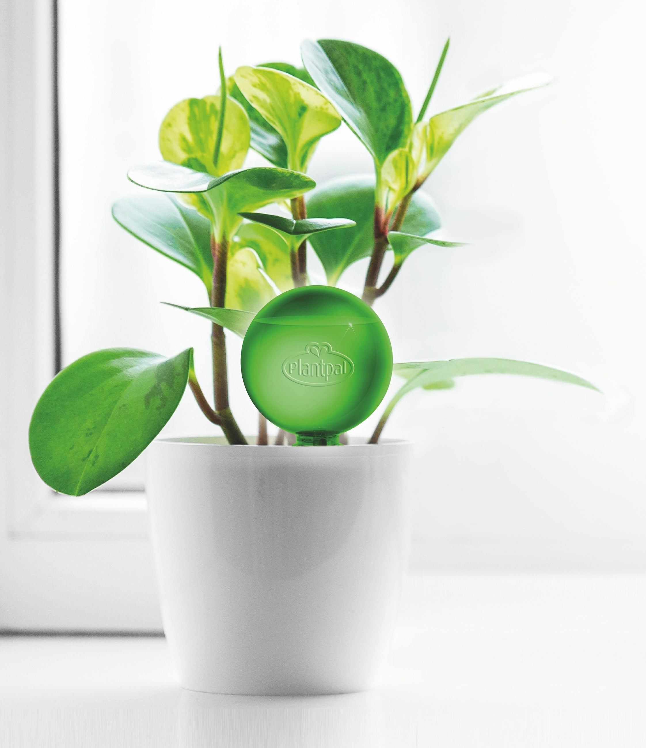 Plant Watering Stakes | Watering Stakes | Plantpal New Innovations
