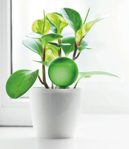 Plant Watering Stakes | Watering Stakes | Plantpal New Innovations