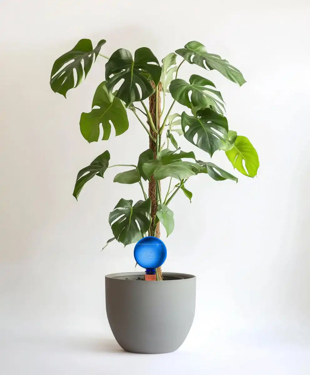 A potted Monstera deliciosa plant with a blue self-watering globe.