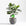 Potted plant with a green self-watering globe.