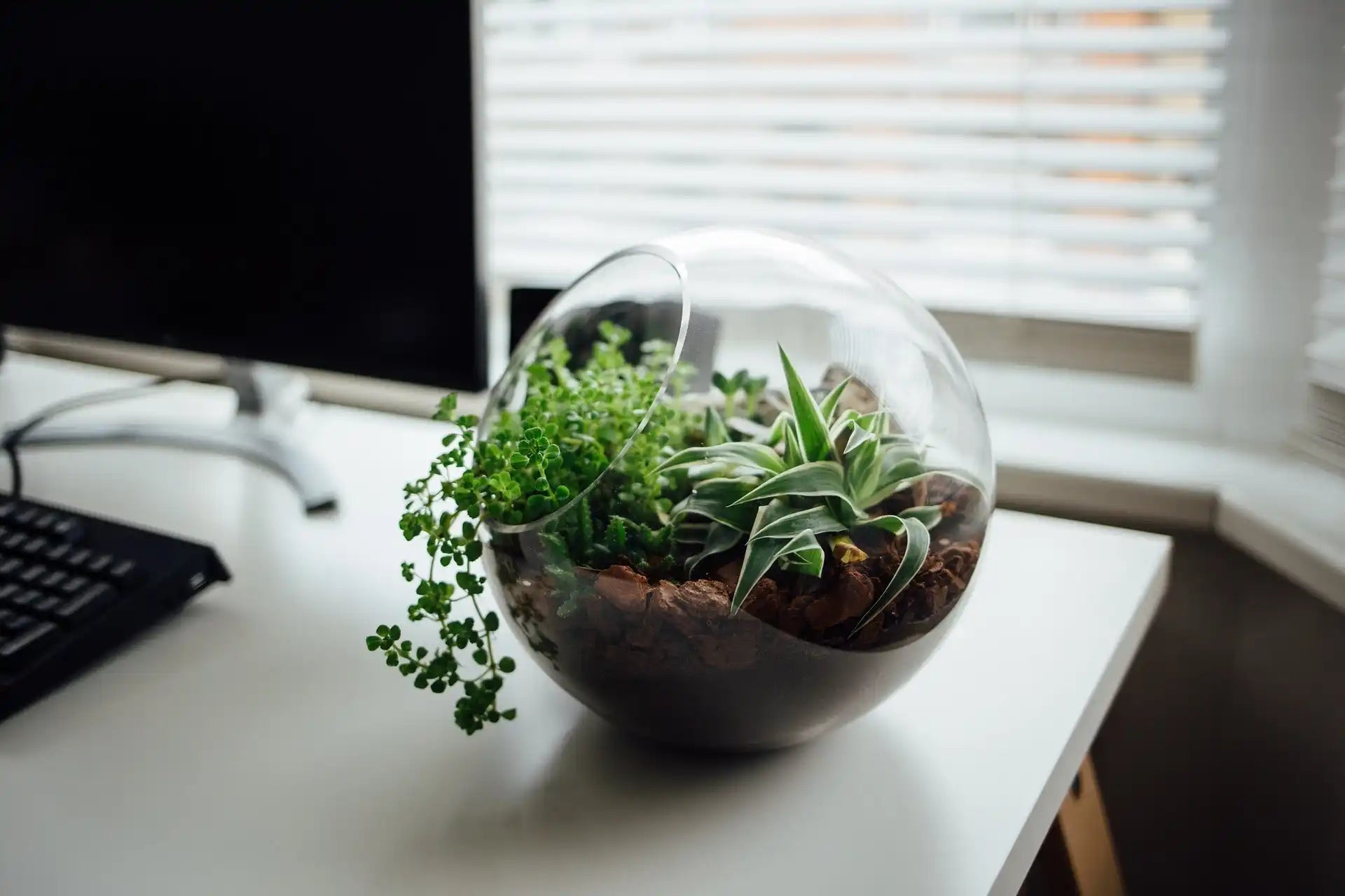 A transparent glass terrarium containing various green plants and soil.