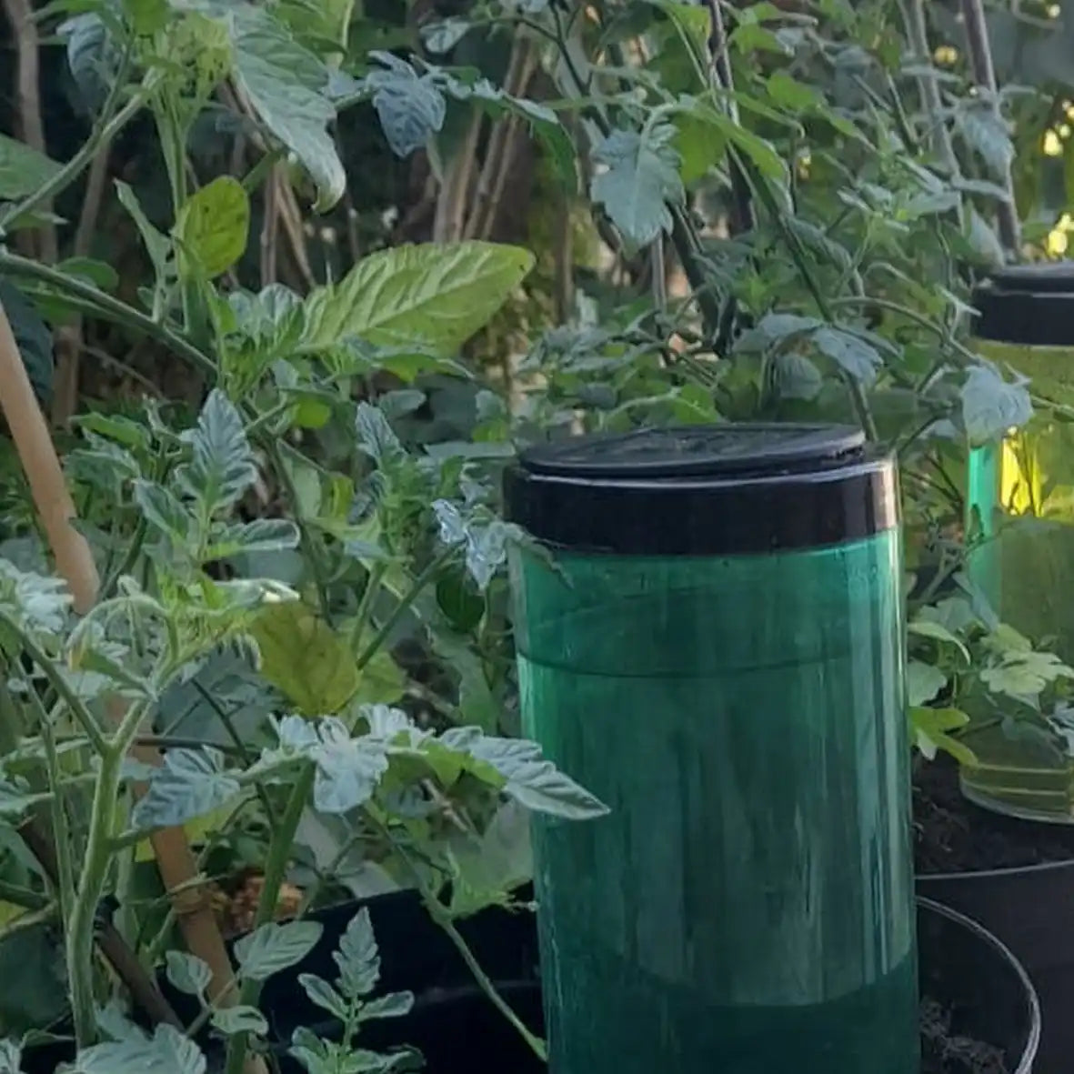Solar Light and Watering