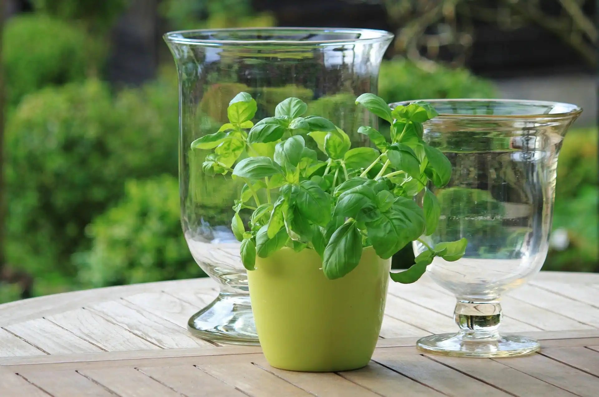 A vibrant green basil plant in a lime-green pot.