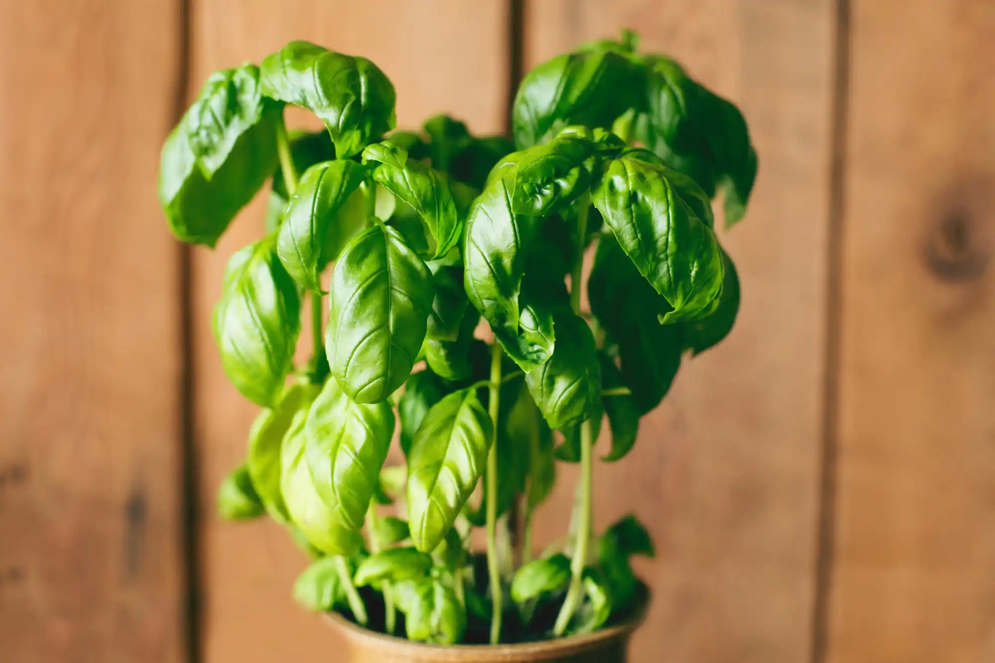 A vibrant green basil plant in a pot.