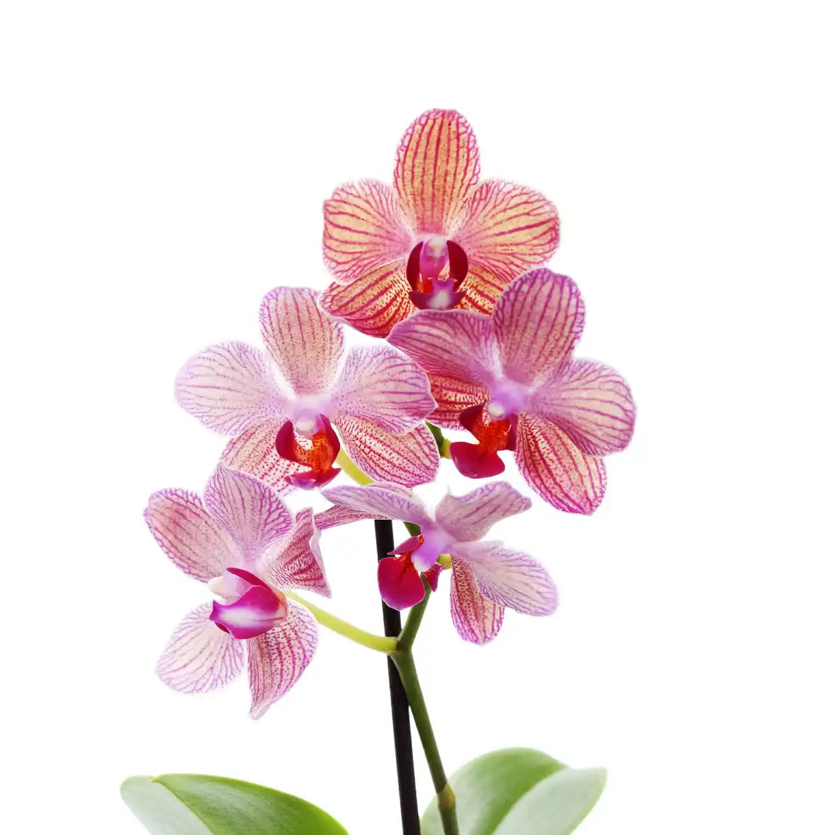 A vibrant pink Phalaenopsis orchid with delicate striped petals.